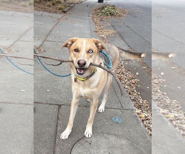 Medium Photo #1 Gerberian Shepsky Puppy For Sale in Davis, CA, USA