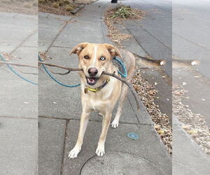 Gerberian Shepsky Dogs for adoption in Davis, CA, USA