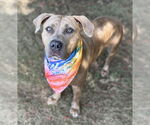 Small #2 American Pit Bull Terrier Mix