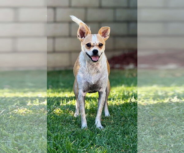 Medium Photo #4 Chihuahua-Unknown Mix Puppy For Sale in Newport Beach, CA, USA