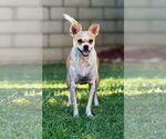 Small Photo #4 Chihuahua-Unknown Mix Puppy For Sale in Newport Beach, CA, USA
