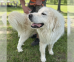 Small #1 Great Pyrenees