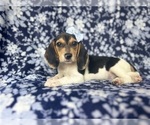 Image preview for Ad Listing. Nickname: Zoey