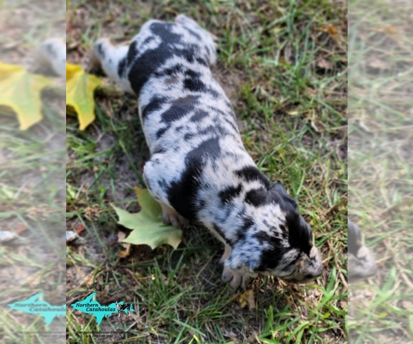 Medium Photo #3 Catahoula Leopard Dog Puppy For Sale in MORAN, MI, USA