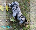 Small #2 Catahoula Leopard Dog