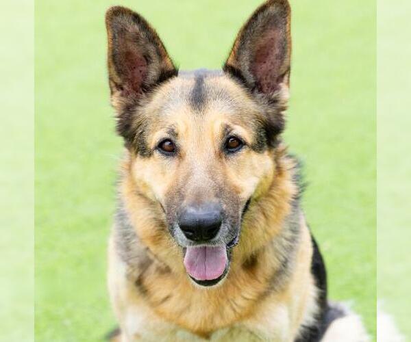 Medium Photo #2 German Shepherd Dog Puppy For Sale in Camarillo, CA, USA