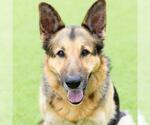 Small #1 German Shepherd Dog