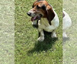 Small #2 Basset Hound