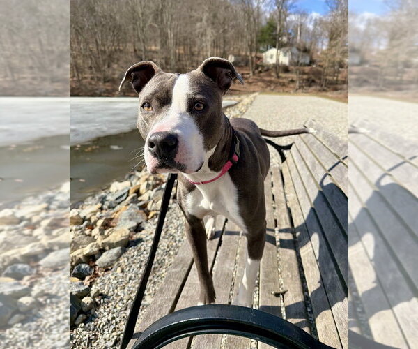 Medium Photo #36 American Pit Bull Terrier-American Staffordshire Terrier Mix Puppy For Sale in Brewster, NY, USA