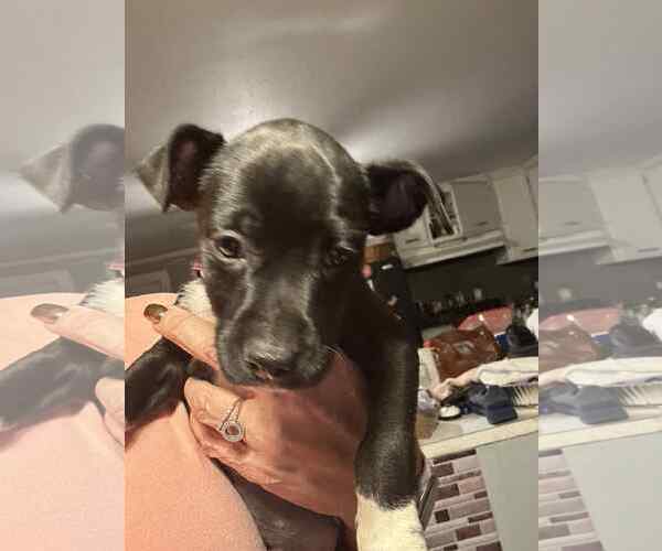 Medium Photo #1 Mutt Puppy For Sale in Holly Springs, NC, USA