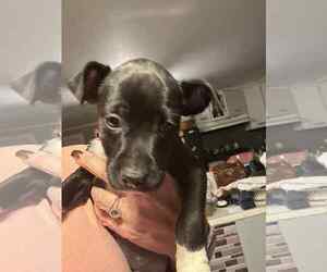 Mutt Dogs for adoption in Holly Springs, NC, USA