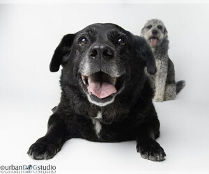 Bonded Pair - Cooper & Artie - Male Labradoodle Dog for Adoption - Photo #6