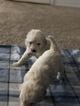 Small Photo #48 Goldendoodle Puppy For Sale in VACAVILLE, CA, USA