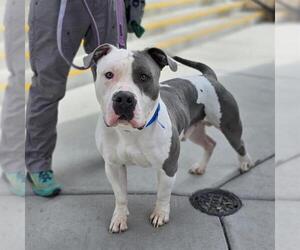 American Pit Bull Terrier-Unknown Mix Dogs for adoption in Las Vegas, NV, USA