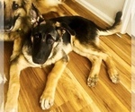 Small Photo #4 German Shepherd Dog Puppy For Sale in CO SPGS, CO, USA