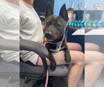 Small #1 American Staffordshire Terrier Mix