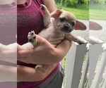 Small #3 French Bullhuahua