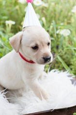 Labrador Retriever Puppy for sale in CANTON, GA, USA