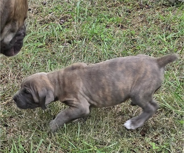 Medium Photo #5 Cane Corso Puppy For Sale in MOORESBORO, NC, USA