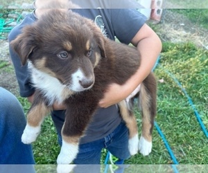 Australian Shepherd Puppy for sale in LISBON, OH, USA