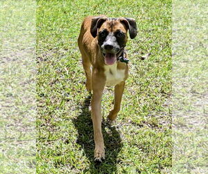 Boxer-Unknown Mix Dogs for adoption in Royal Palm Beach, FL, USA