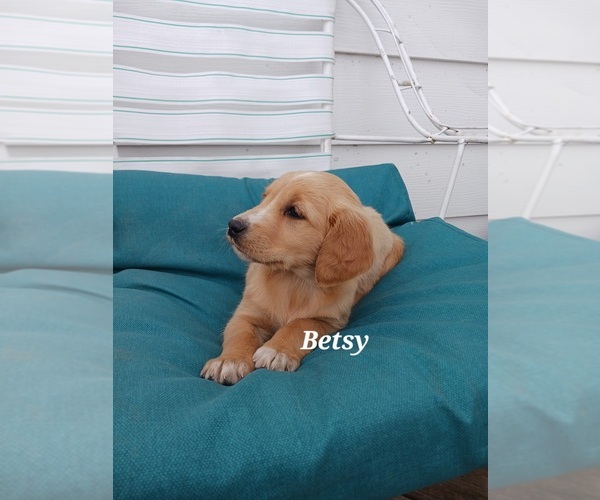 Medium Photo #1 English Cream Golden Retriever-Newfoundland Mix Puppy For Sale in SHEBOYGAN FALLS, WI, USA
