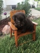 Small Photo #1 Labrador Retriever Puppy For Sale in ARTHUR, IL, USA