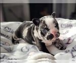 Small Photo #4 French Bulldog Puppy For Sale in SAND SPRINGS, OK, USA