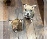 Small #10 Bullboxer Pit