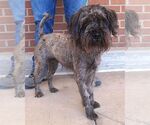 Small #1 Mutt