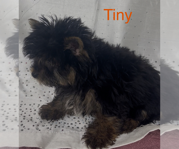Medium Photo #3 Yorkshire Terrier Puppy For Sale in AZLE, TX, USA