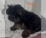 Small #2 Yorkshire Terrier