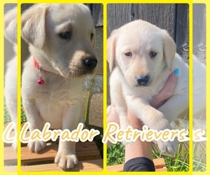 Labrador Retriever Puppy for sale in FREMONT, MI, USA