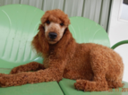 Small Photo #1 Goldendoodle Puppy For Sale in MIDDLEBURY, IN, USA