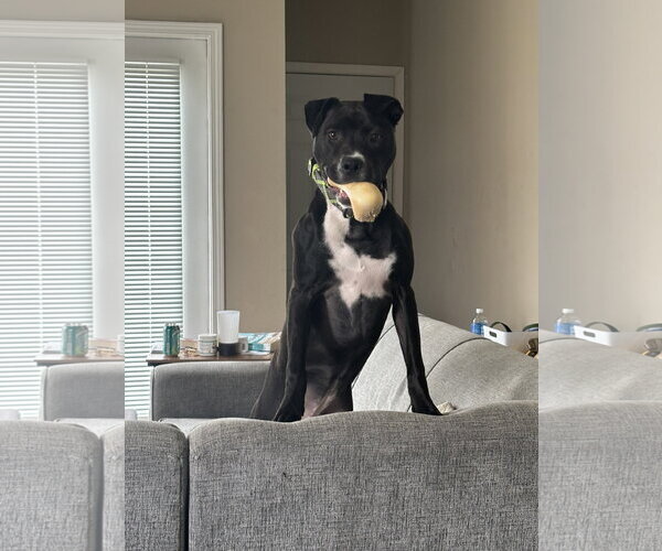 Medium Photo #1 Mutt Puppy For Sale in Fort Wayne, IN, USA