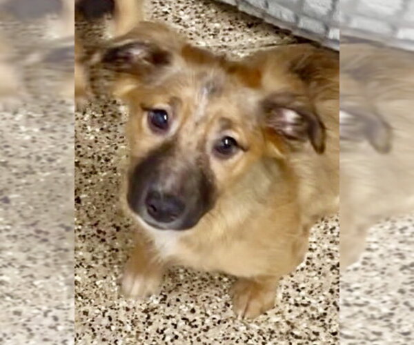 Medium Photo #5 Mutt Puppy For Sale in San Diego, CA, USA