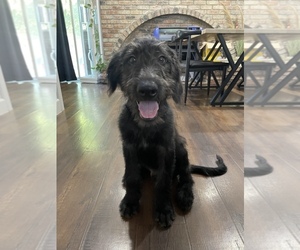 Labradoodle Puppy for sale in NORTH HIGHLANDS, CA, USA