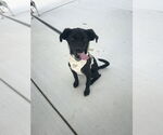 Small #3 Mutt