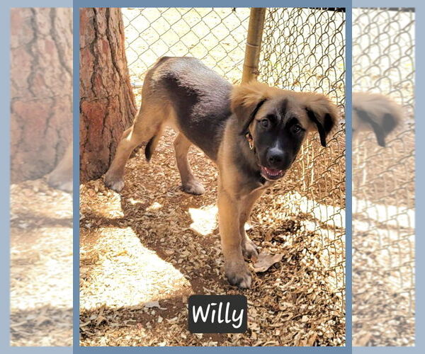 Medium Photo #1 German Shepherd Dog-Unknown Mix Puppy For Sale in Granbury, TX, USA
