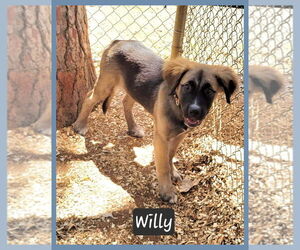 German Shepherd Dog-Unknown Mix Dogs for adoption in Granbury, TX, USA