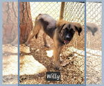 Small German Shepherd Dog Mix