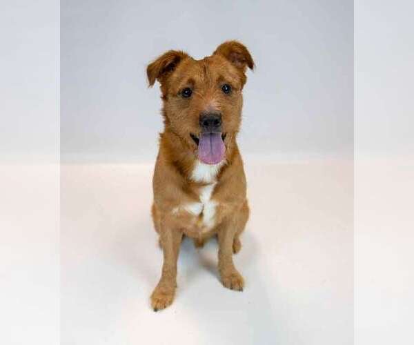 Medium Photo #6 Mutt Puppy For Sale in Kennesaw, GA, USA
