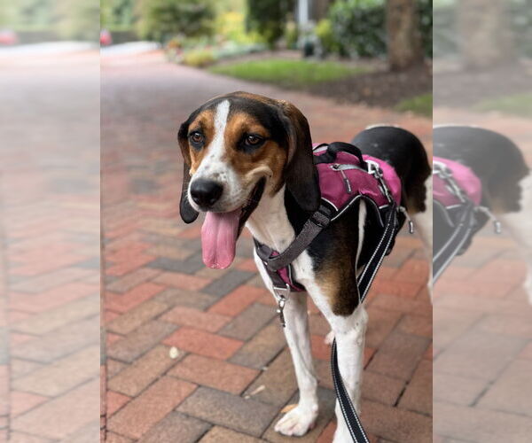 Medium Photo #1 Mutt Puppy For Sale in Greenbelt, MD, USA