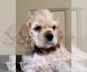 Cocker Spaniel Puppy for sale in TERRY, MS, USA