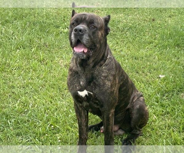 Medium Photo #1 Cane Corso Puppy For Sale in DURHAM, NC, USA