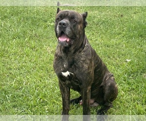 Father of the Cane Corso puppies born on 03/17/2025