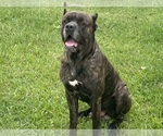 Small Photo #1 Cane Corso Puppy For Sale in DURHAM, NC, USA