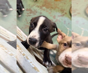 American Staffordshire Terrier-Unknown Mix Dogs for adoption in Gilberts, IL, USA