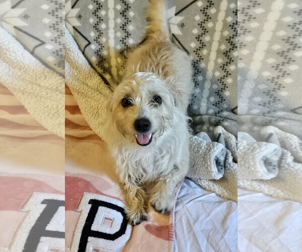 Medium Photo #1 Doxiepoo (Miniature) Puppy For Sale in Agoura Hills, CA, USA