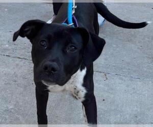 American Pit Bull Terrier-Unknown Mix Dogs for adoption in Martinez, CA, USA